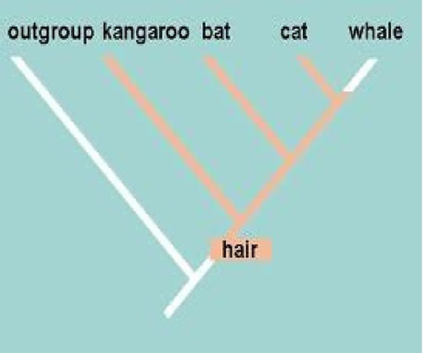<p>state found in common ancestor</p>