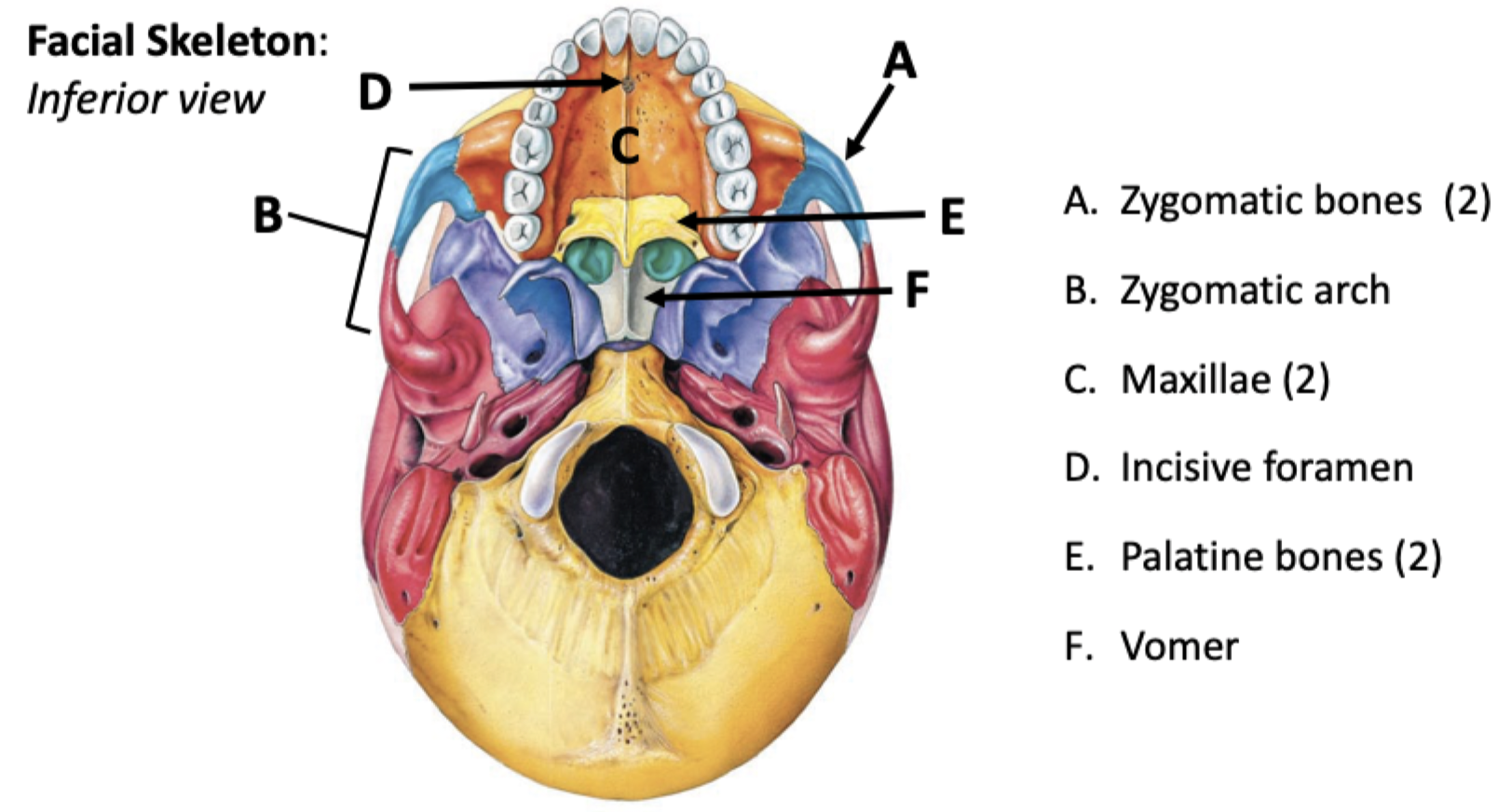 knowt flashcard image