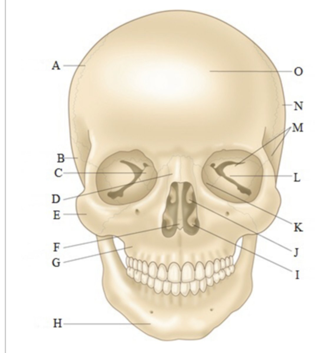<p>Coronal suture</p>