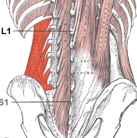 <ul><li><p>Proximal:</p><ul><li><p>Iliac crest</p></li><li><p>Iliolumbar ligament</p></li></ul></li><li><p>Distal:</p><ul><li><p>Inferior border of the 12th rib</p></li><li><p>Transverse processes of L1–L4 vertebrae</p></li></ul></li><li><p>Action:</p><ul><li><p>Unilateral: Lateral flexion of vertebral column to the same side</p></li><li><p>Bilateral: Extension of the lumbar spine</p></li><li><p>Assists in forced expiration by fixing the 12th rib</p></li></ul></li><li><p>Innervation:</p><ul><li><p>Subcostal nerve (T12)</p></li><li><p>Branches from lumbar plexus (L1–L4)</p></li></ul></li></ul><p></p>