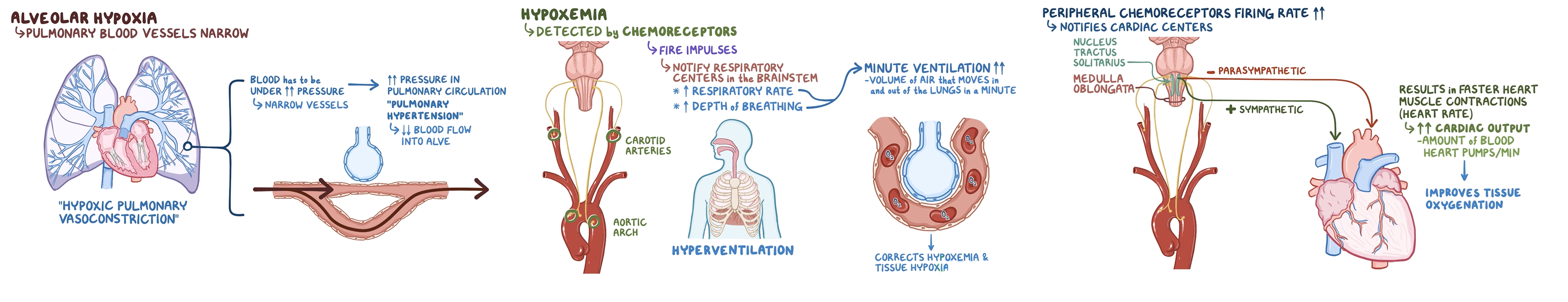 <p><span><span>Pulmonary Adaptations to Alveolar Hypoxia.</span></span></p>
