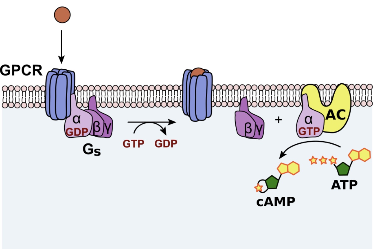 <p><strong><mark data-color="yellow" style="background-color: yellow; color: inherit;">-Adenylyl (adenylate) cyclase:</mark></strong> enzyme that makes cyclic adenosine monophosphate <strong><mark data-color="yellow" style="background-color: yellow; color: inherit;">(cAMP)</mark></strong> from ATP <mark data-color="blue" style="background-color: blue; color: inherit;">(ATP → cAMP)</mark></p><p>-cAMP is a second messenger that activates cAMP-dependent protein kinase <strong>(PKA)</strong></p>
