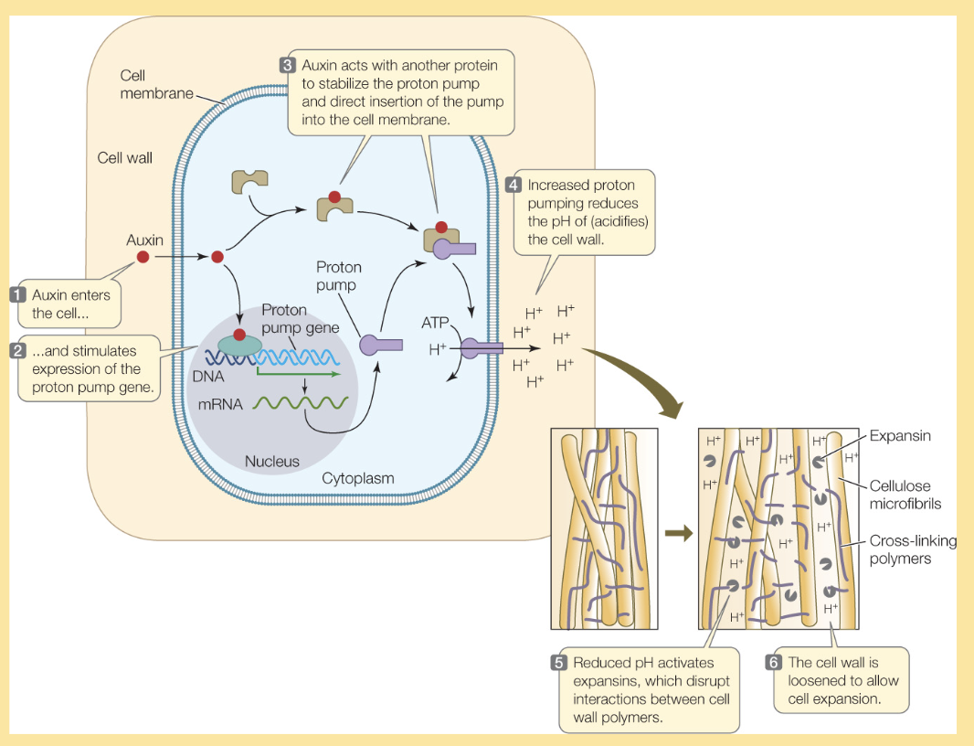 <ol><li><p>auxin enters the cell and binds to an auxin receptor</p></li><li><p>the auxin-receptor complex activates specific genes, in particular the proton pump gene which is the DNA that encodes for building proton pumps</p></li><li><p>DNA is transcribed into RNA and its used to synthesize proton pumps</p></li><li><p>these proton pumps are inserted into the cell membrane to do their job and pump protons into the apoplast</p></li></ol><p></p>