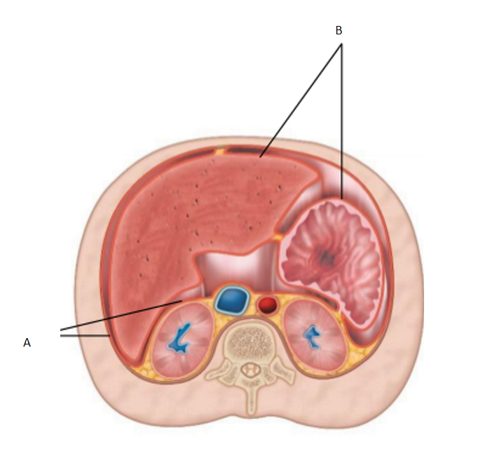 <p>What letter corresponds to the parietal peritoneum?</p>