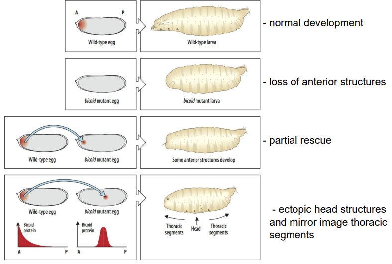 <ol><li><p><strong>Normal development:</strong> Wild-type egg develops into a normal larva.</p></li><li><p><strong>Loss of function (bicoid mutant egg):</strong> Results in a larva lacking anterior structures (head and thorax), often with posterior structures (telson) duplicated at the anterior end.</p></li><li><p><strong>Rescue experiment:</strong> Injecting cytoplasm from the anterior of a wild-type egg into the anterior of a bicoid mutant egg can partially rescue the anterior defects, leading to the development of some anterior structures.</p></li><li><p><strong>Gain of function (ectopic expression):</strong> Injecting bicoid mRNA or anterior cytoplasm into the middle or posterior of a wild-type or mutant egg can induce ectopic head and thoracic structures at the site of injection, often with mirror-image duplications. This shows Bicoid can specify anterior fate in a concentration-dependent manner.</p></li></ol><p></p>