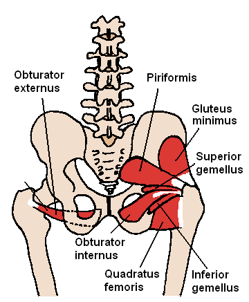 <p>Part of medial thigh compartment </p><p></p><p>attachment: originates from membrane of obturator foramen and adjacent bone, then goes underneath neck of femur and attaches onto posterior aspect of greater trochanter </p><p></p><p>action: adduciton and lateral rotation of thigh </p><p></p><p>innervationL obturator nerve</p><p></p><p>artertyL obturator artery</p><p></p>
