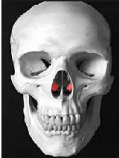 <p>Small, scroll-shaped bone in the nasal cavity that helps humidify and filter air as it passes through the nose.</p>