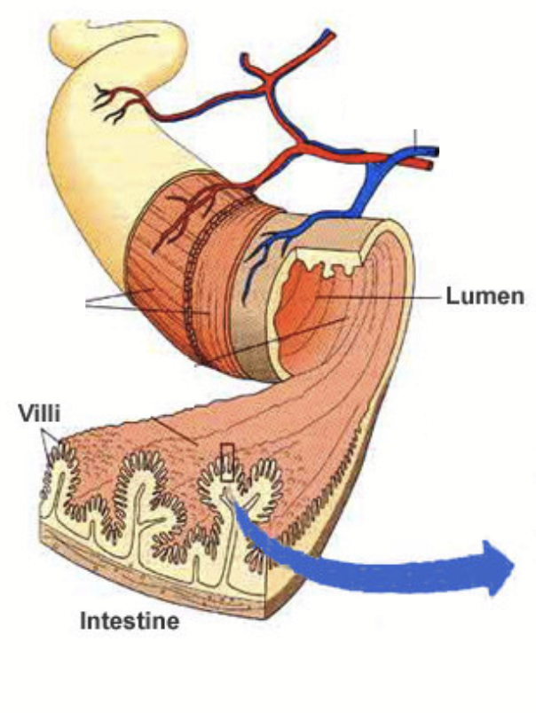 <p>Create more surface area in the small intestine to enhance nutrient absorption.</p>