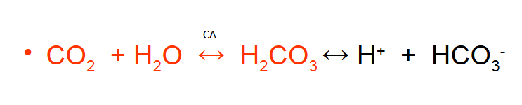 <p>CO2 transported as Bicarbonate</p>
