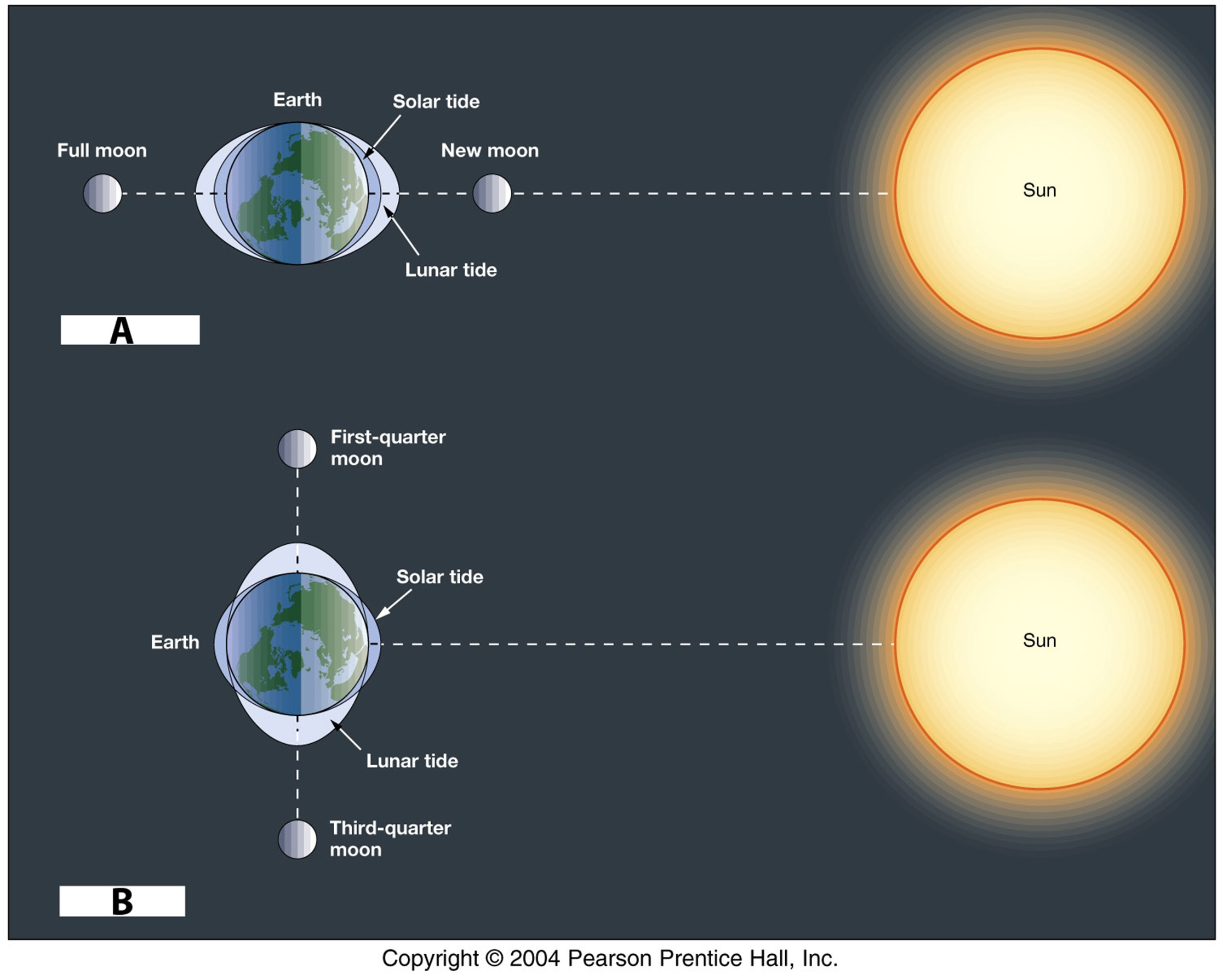 <p>A neap tide would occur:</p>