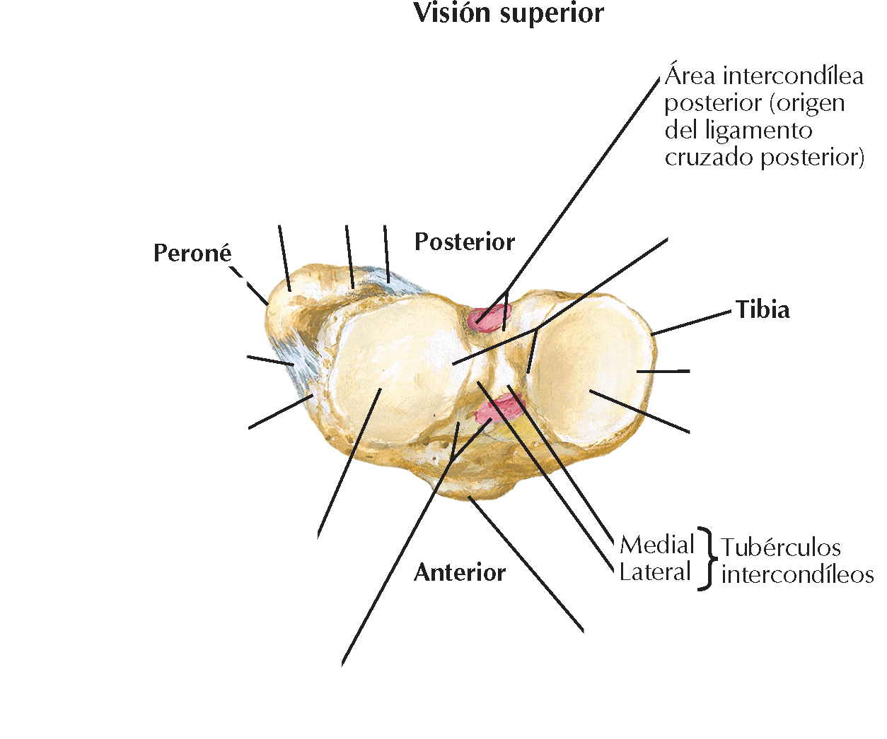 <p>Separa las caras articulares de la tibia y esta formada por dos tubérculos intercondíleos (medial y lateral)</p>