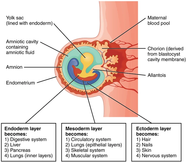 <p>a germ cell layer of the embryo that becomes the neural crest, neural tubes, lens, cornea, and skin. The outermost layer.</p>