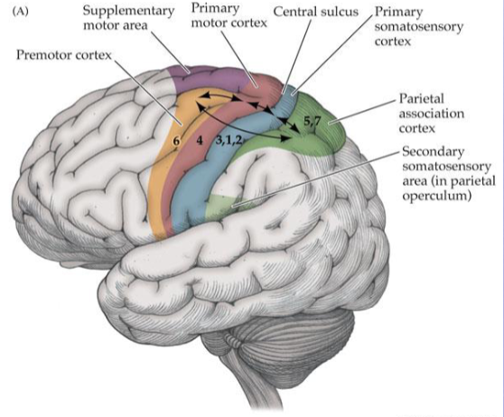 <p>What is the progression in the somatosensory cortex?</p>