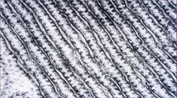 <p>THIS PHOTO REPRESENTS</p>
