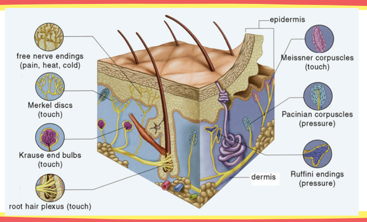 <ul><li><p><strong>Location:</strong> epidermis and dermis</p></li><li><p><strong>Function:</strong> pain and itch</p></li></ul><p></p>