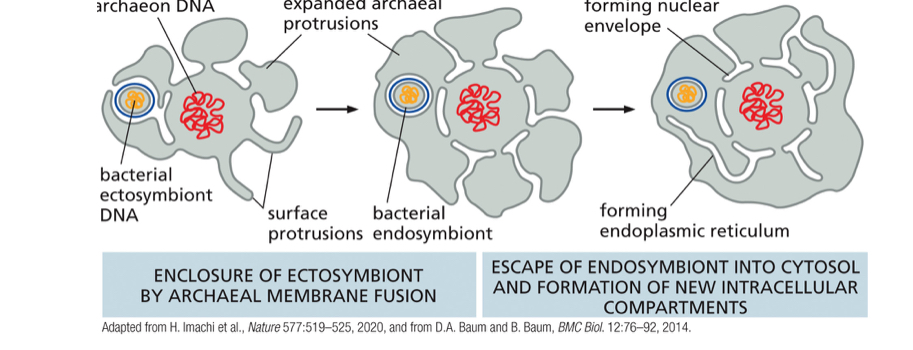 <ul><li><p>symbiotic aerobic bacterium captured by an ancient archaeon</p></li><li><p>Size of mitochondria is similiar to size of bacteria</p></li></ul><p></p>