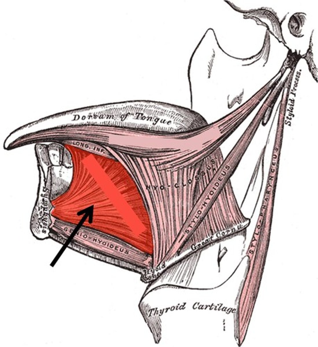 <p>depresses and protrudes tongue</p>