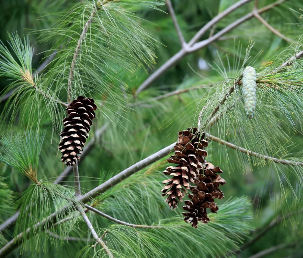 <p>eastern white pine</p>
