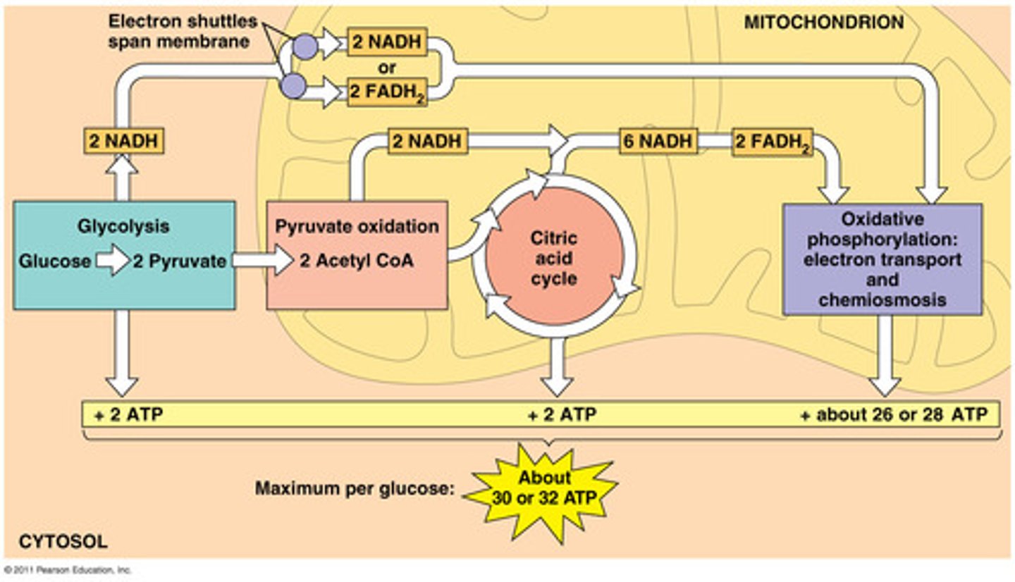 <p>Pyruvate from glycolysis is broken down releasing CO2 and producing 4 NADH, 1 FADH2, and 1 ATP.</p>