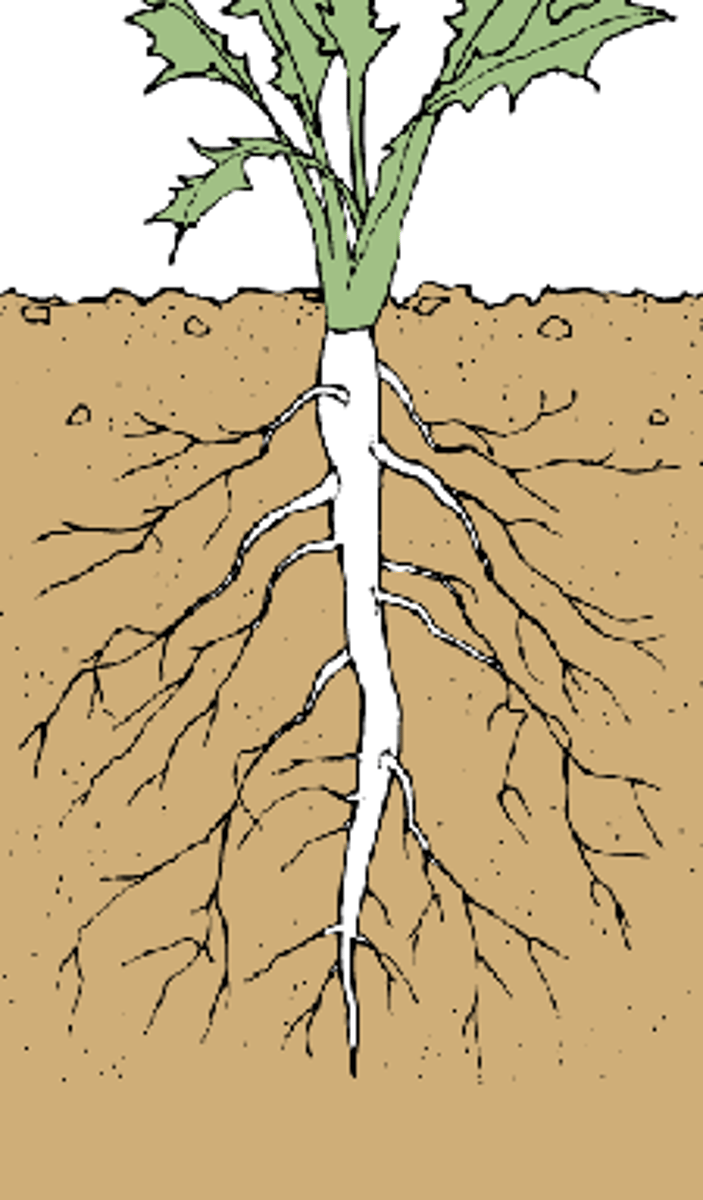 <p>primary root found in some plants that grows longer and thicker than other roots</p>