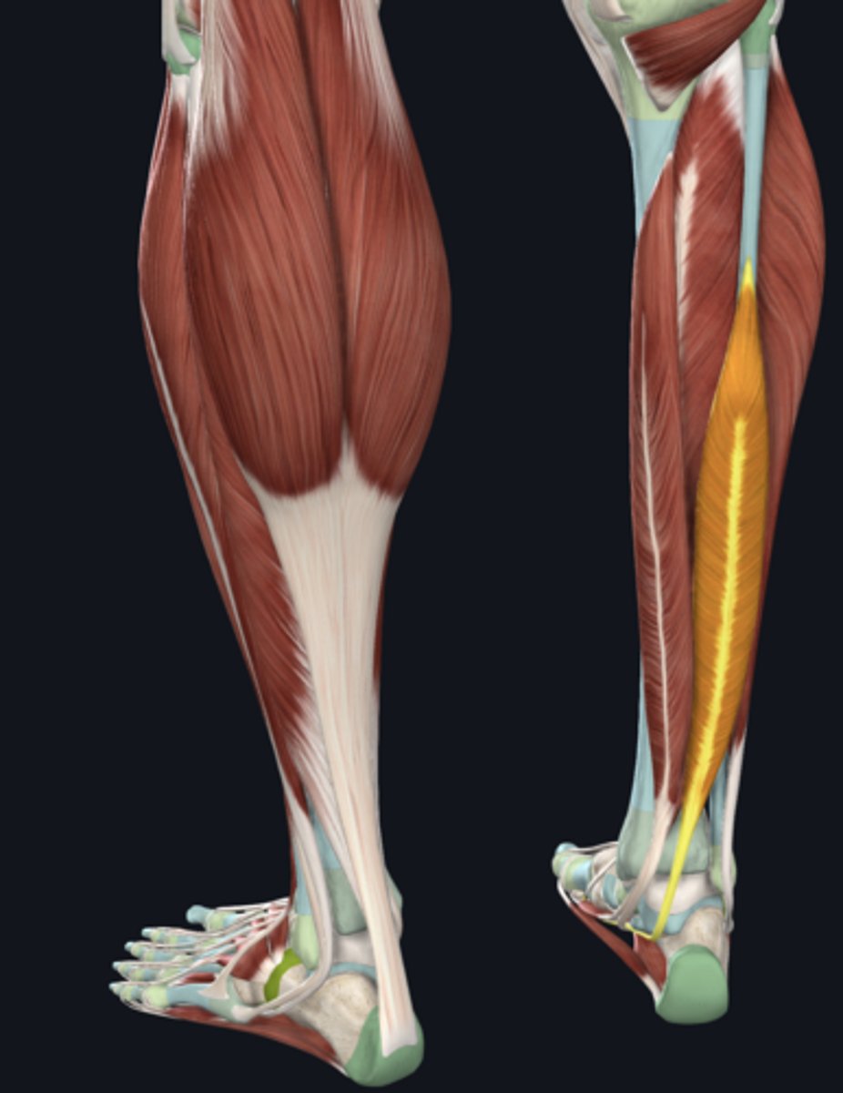 <p>tendon in tarsal tunnel</p>