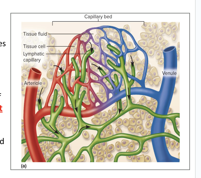 <p>Fluid continually filters from the blood capillaries into the tissue spaces</p><ul><li><p>Blood capillaries reabsorb 85% of it</p><ul><li><p>15% of the water and about half of the plasma proteins enter the <strong>lymphatic system</strong> and then are returned to the blood</p></li></ul></li><li><p>gets <strong>rid of excess fluid</strong> from extracellular tissue matrix</p></li><li><p>is an <strong>alternative</strong> circulatory system </p><ul><li><p>moves lymphatic and extracellular fluid around body</p></li></ul></li><li><p>there are <strong>lymphatic capillaries</strong> intertwined in the blood capillaries</p></li><li><p>leftover liquid released form arterial capillaries <strong>gets absorbed by the lymphatic capillaries</strong> to process it and put it back in the bloodstream</p></li></ul><p></p>