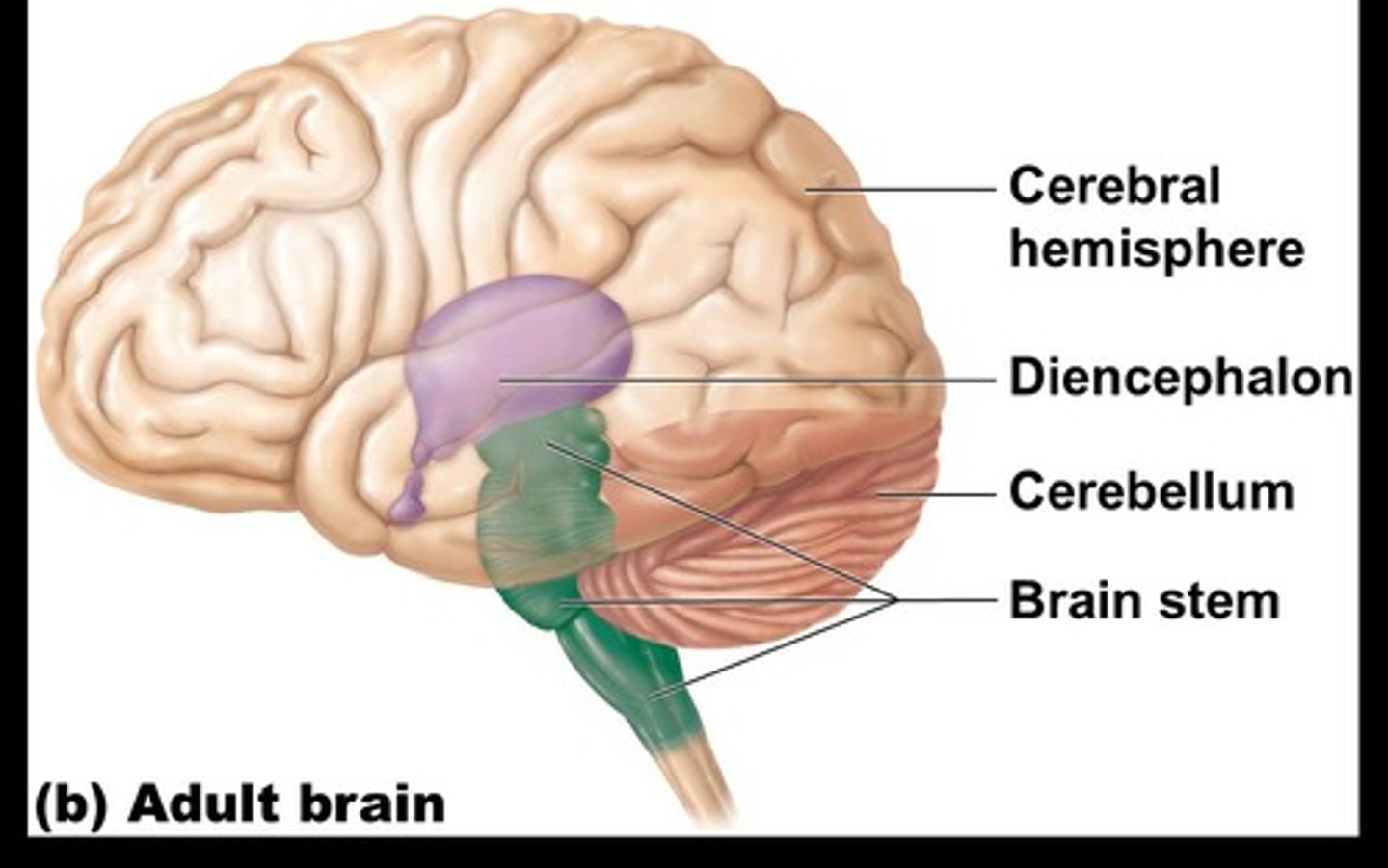 <p>Paired superior brain parts, over half brain mass.</p>