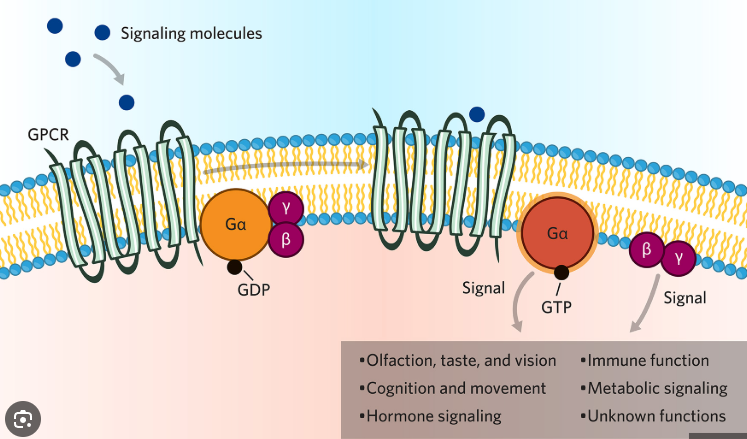 <p>One of the 3 categories of membrane receptors. These are a large family of cell surface receptors that share a common structure and method of signaling.</p><p>These go through the plasma membrane 7 times hence one of their alternate names.</p><p>These interact with G proteins and are coupled to them hence on of their other alternate names.</p><p>When a ligand binds to these they undergo a conformational change, thus allowing G proteins to exchange a GDP molecule for GTP and thus becoming turned on.</p>