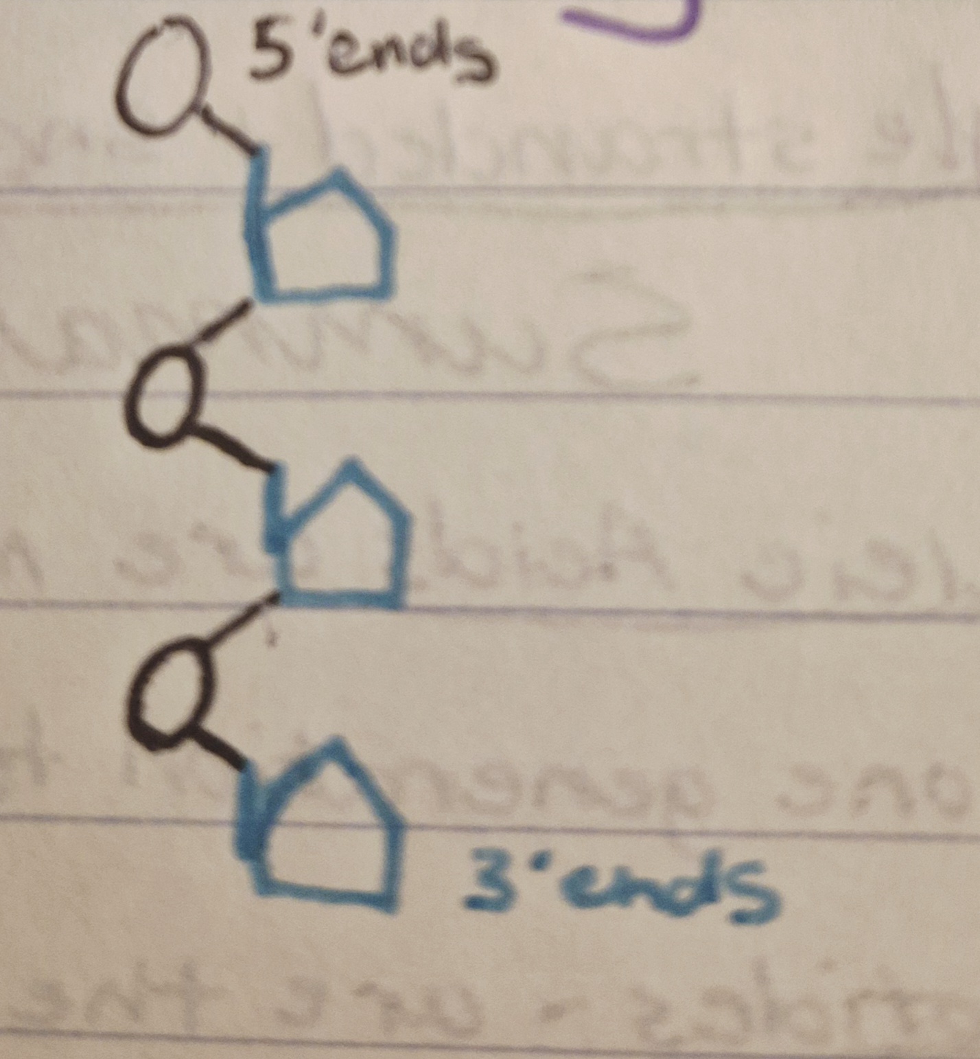 <ul><li><p>Nucleotides have a 5’ and 3’ ends (connecting sticks)</p></li><li><p>phosphates 5’</p></li><li><p>monosaccharides 3’</p></li></ul><p></p>