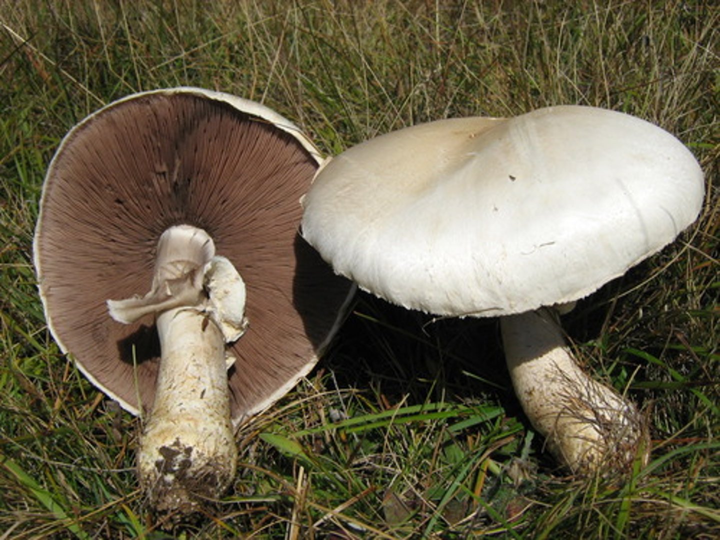 <p>Agaricus campestris</p>