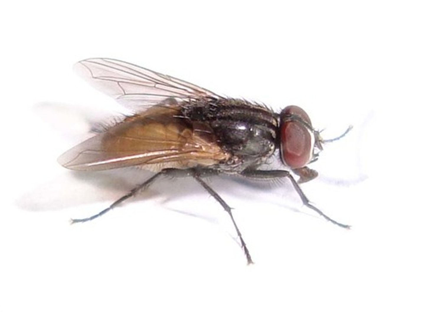 <p>Order Diptera<br>Sub-Phylum Insecta</p>