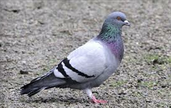 <p>What Bird is this?</p>