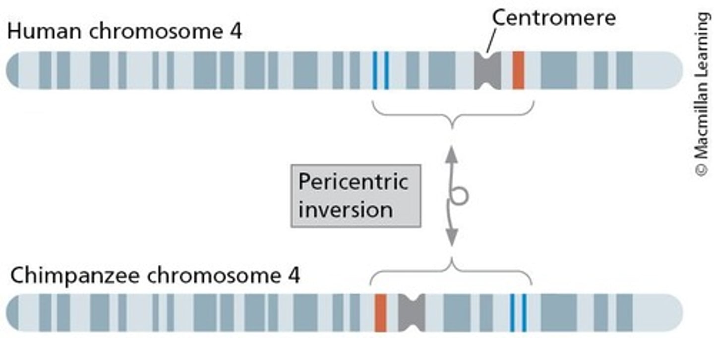 <p>Paracentric inversion and pericentric inversion.</p>