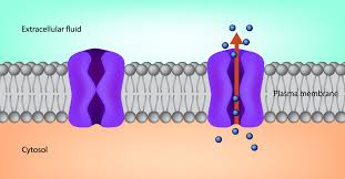 <p>A transport proteins with a polar pore; ions pass through</p>