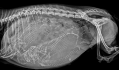 <p>Radiographs</p>