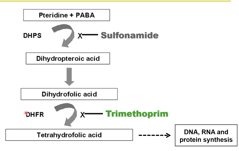 <ul><li><p>takes DHFA place and competitively inhibits DHFR to make THFA</p></li><li><p>bacteriostatic</p></li><li><p>acts synergistically with sulfa → tmp-sulfa which is cidal</p></li><li><p>broad spec: + + / - - but not all</p></li><li><p>resistance by drug target amplification and alteration</p></li></ul><p></p>