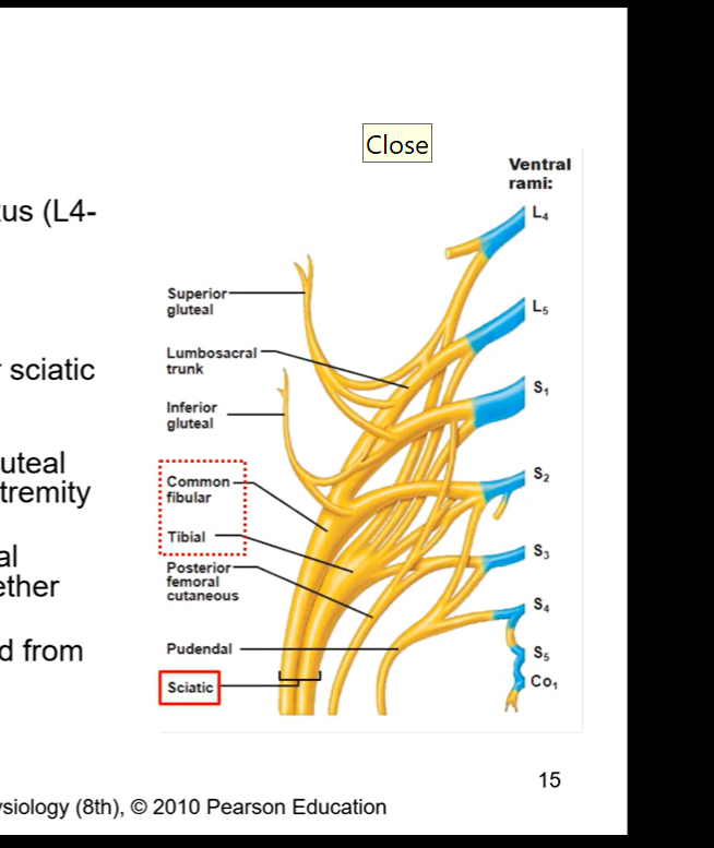 <ul><li><p>branch coming from lumbosacral plexus (L4-S3)</p></li><li><p>posterior thigh</p></li><li><p>largest nerve in the body</p></li><li><p>through greater and less sciatic nerve</p></li><li><p>supplies no structures in gluteal region but most of lower extremity</p></li><li><p>tibial and common peroneal portions loosely bound together</p></li><li><p>obturator nerve also formed from this plexus (L2,3,4). goes to medial thigh</p></li><li><p>Largest nerve in body cuz its technically made up of two nerves ( sciatic nerve made up of common fibular and tibial)</p></li></ul><p></p>