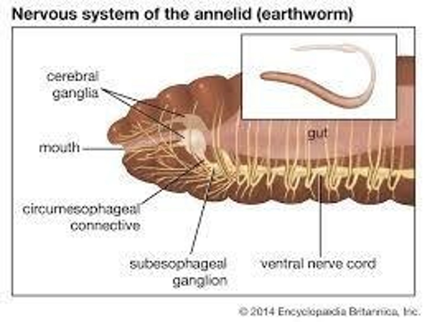<p>Cerebral ganglion.</p>