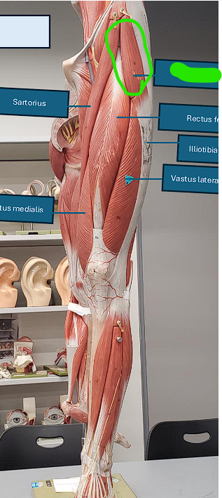 <ul><li><p>function not required! </p></li></ul><p></p><ul><li><p>located to the <u>LEFT</u> of the iliotibial tract!!!</p></li></ul><p></p>