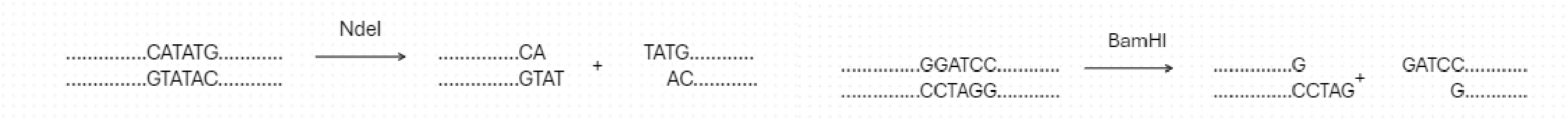 <p>two-base overhang.</p>
