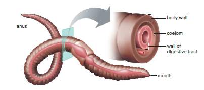 Structure of a complete digestive system.