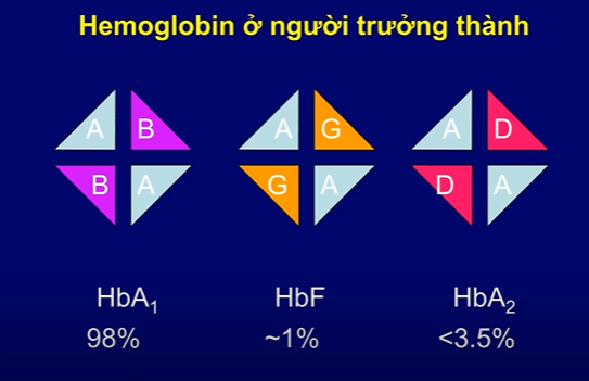 <p>-Hemoglobin đầu thai kì: 2zeta và 2 omega</p><p>-Hemoglobin phôi thai: 2 alpha và 2 omega</p><p>-Hemoglobin thai nhi(HbF): 2 alpha và 2 gamma</p><p>-Hemoglobin A2(HbA2): 2 alpha và 2 delta</p><p>-Hemoglobin A1(HbA1): 2 alpha và 2 beta</p>