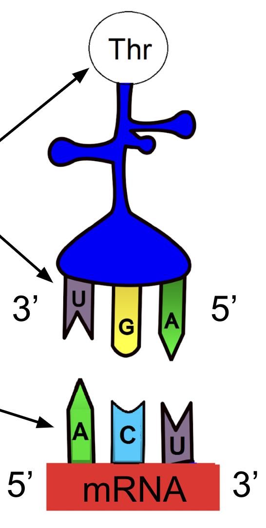 It carries the anticodon and the amino acid for that molecule. 