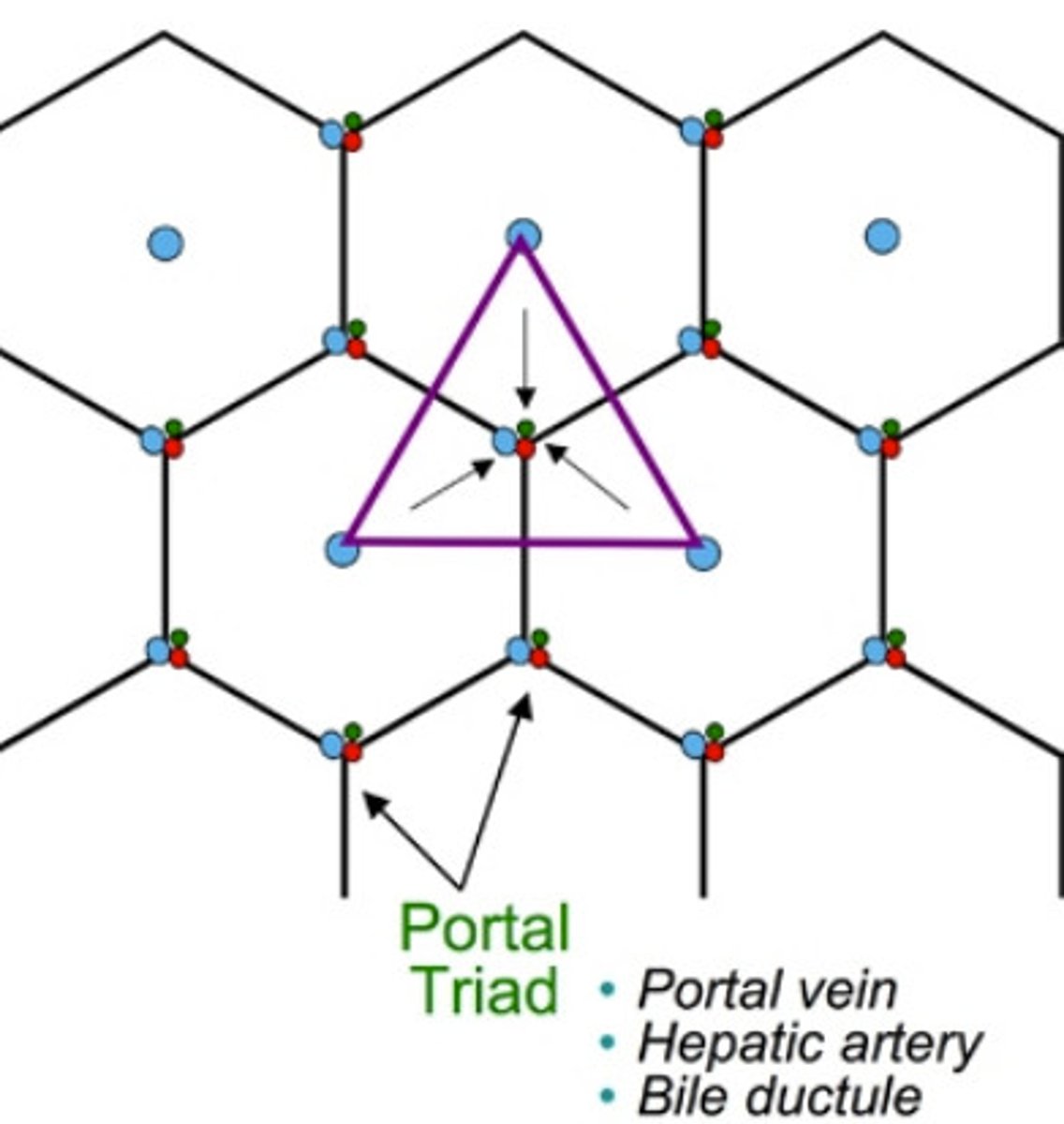 <p>- bile ducts (portal triad) are at the centre of each lobule<br>- bile moves in direction from central vein to portal triad</p>