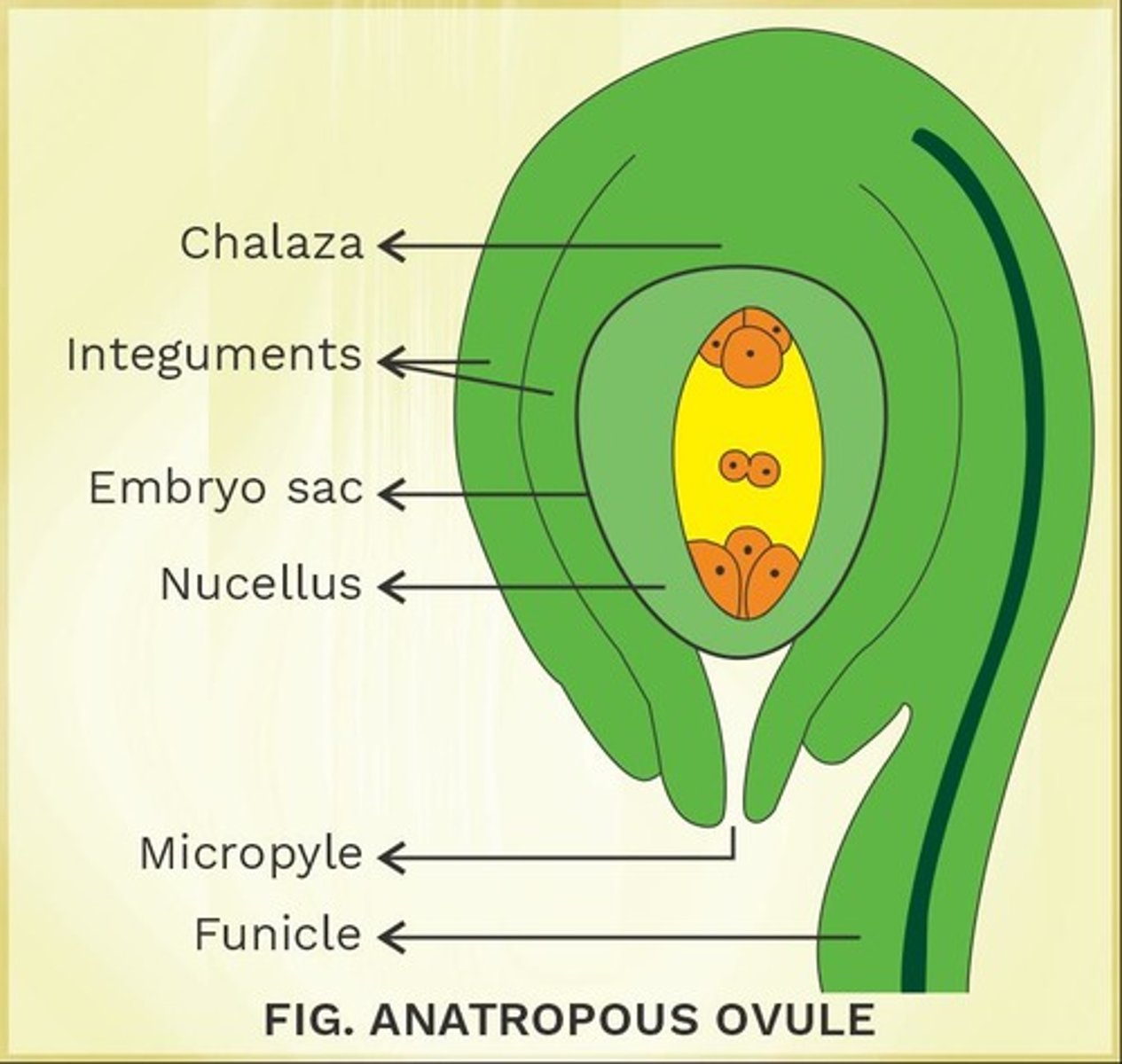 <p>An ovule in which the micropyle and the funicle lie close to each other.</p>