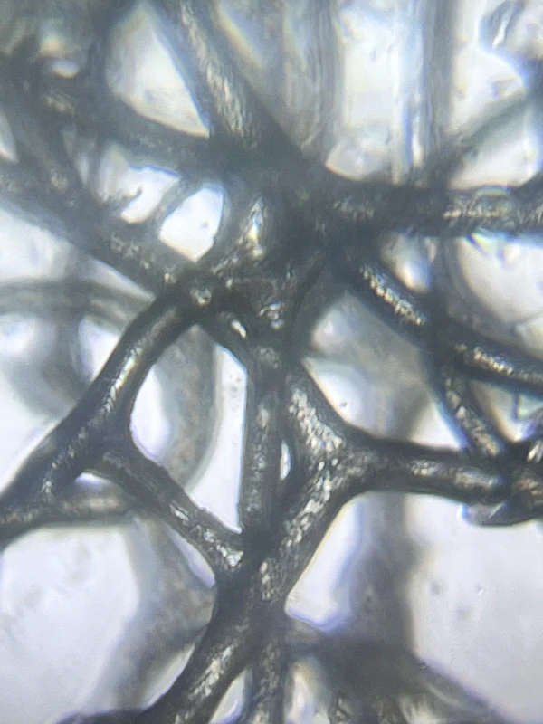 <p>Glass Sponge: True or False</p>