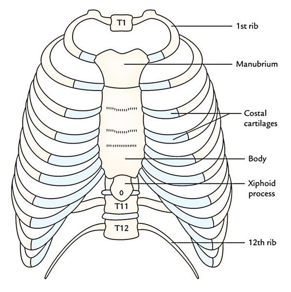 <p>thoracic cage</p>