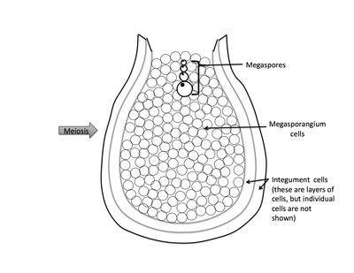 <p>Rank stages of angiosperm seed development</p>