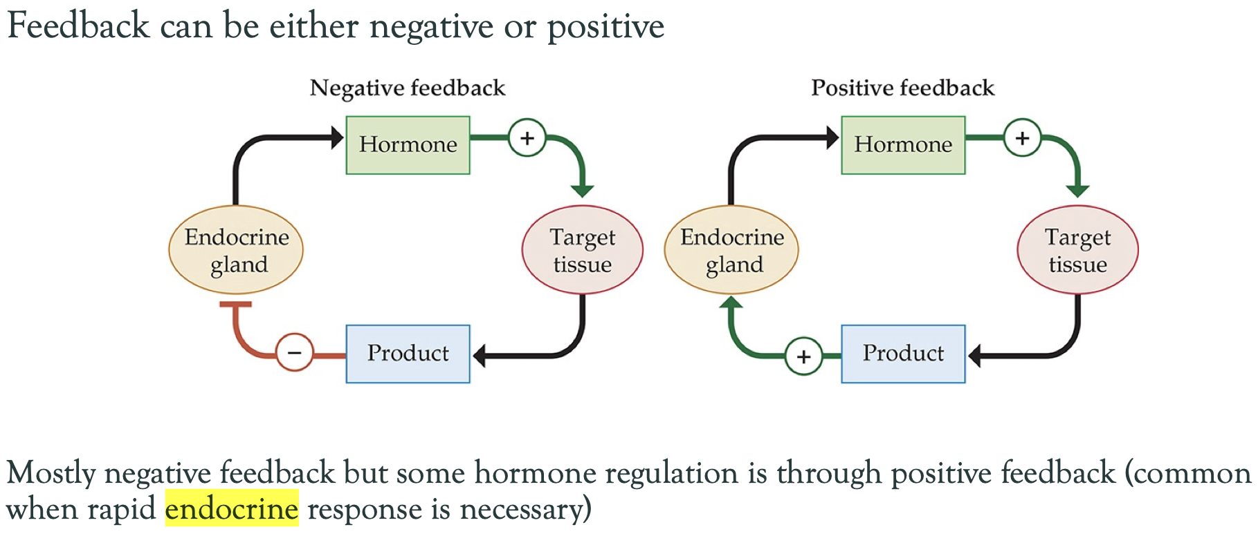 <p>Explain difference between positive and negative feedback</p>