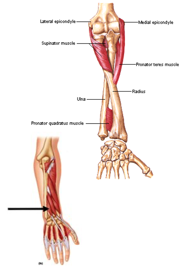 <p><strong>origin:</strong> posterior surface of ulna</p><p><strong>insertion:</strong> extensor expansion of index finger</p><p><strong>innervation:</strong> radial nerve</p><p><strong>action:</strong> -extend index finger</p><p>-help extend hand at wrist</p>